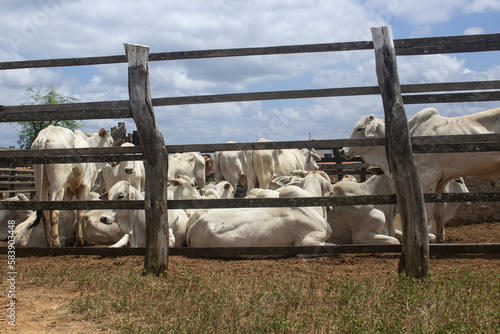 Some Nellore bulls in a corral on a farm