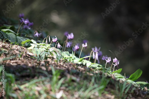 カタクリの花
