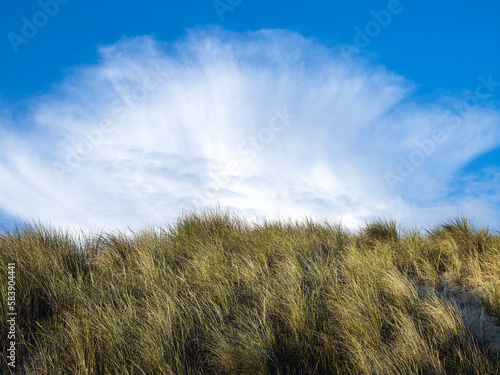 Marram grass on a dune with beautiful clouds on the background, Westduinpark, The Hague, Netherlands  |  Helmgras op een duin met mooie wolken op de achtergrond, Westduinpark, Den Haag, Nederland photo