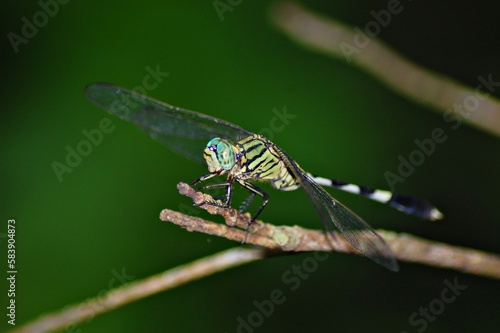Wallpaper Mural Close up of dragonfly in Mekong Delta Vietnam. Torontodigital.ca