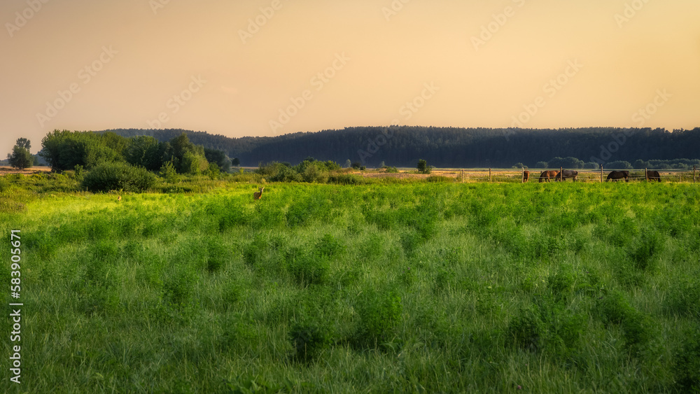 Deer and horses grazing on a green field at early morning, sunrise, with forest in a background, near Gniew city, Poland