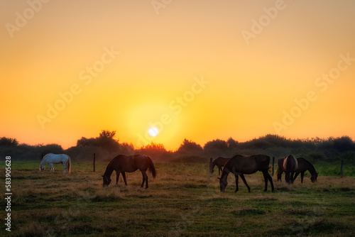 Group of horses grazing on a green field at early morning, sunrise, with forest in a background. Horse silhouette. Gniew, Poland © Dawid