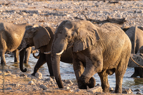 Telephoto shot of a herd of African Elephant -Loxodonta Africana- taking a bath in a waterhole in Etosha national Park.