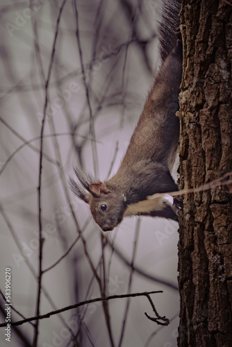 Eichhörnchen