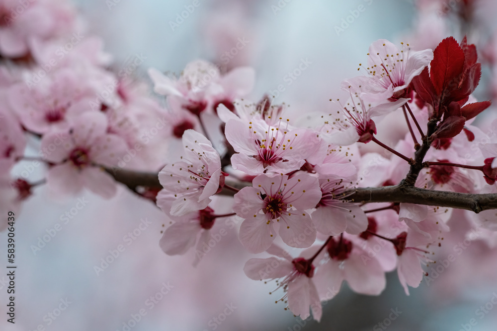 Branches of the almond tree in blossom with white flowers and black leaves in spring Branches of the almond tree in blossom with white flowers and black leaves in spring