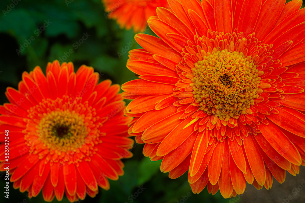 gerbera