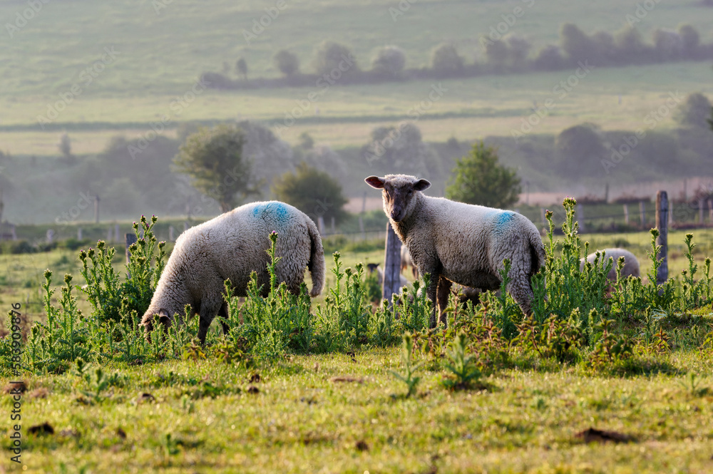 Fototapeta premium Herd of sheep and Salt meadows in the bay of Sienne. Heugueville-sur-Sienne village