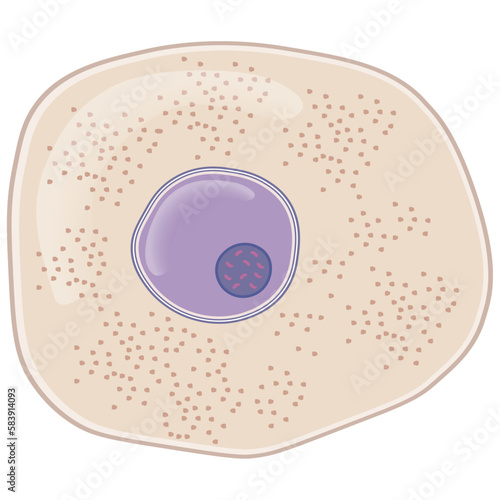 The Structure of Cells in the Microscope - Medical Vector Illustration