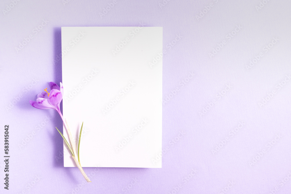 Spring composition. Crocus flower, white paper blank on a pastel lilac background. Flat lay, top view, copy space.