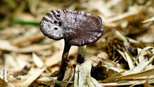 Ganoderma formosanum in the forest photo