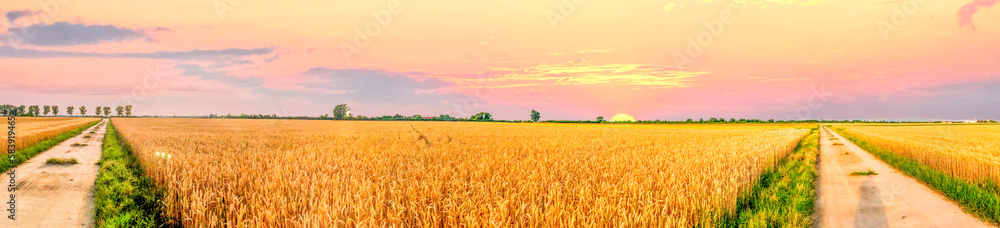 Getreidefeld, Landwirtschaft, Deutschland 