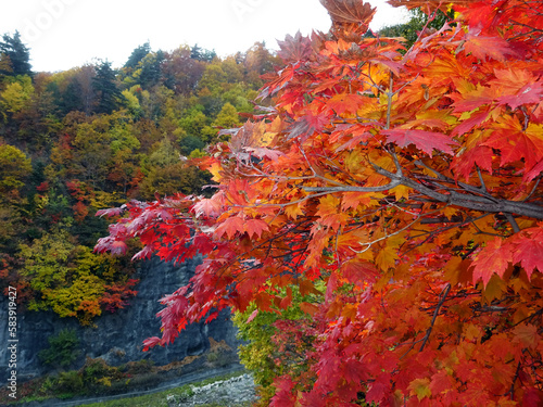 真っ赤に燃える紅葉