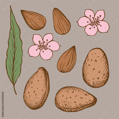 Set with almonds. Almonds, seeds, nuts, flowers and leaves of the almond tree are hand-drawn. Sketch style illustration on isolated background. Design element. 