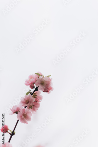 Vertical image sakura cherry blossoms blooming flowers in the garden park in early spring. Hanami celebration, Japanese festival. Background image   © Volodymyr