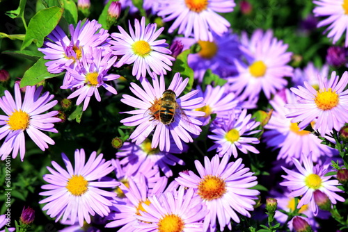 honey bee, honeybee, apis collects pollen on lilac aster flower. A bee flies over summer flower