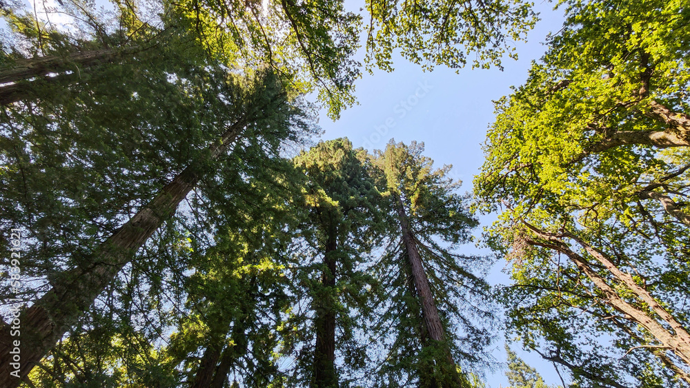 Fototapeta premium Big trees on the countryside of Hogsback, South Africa