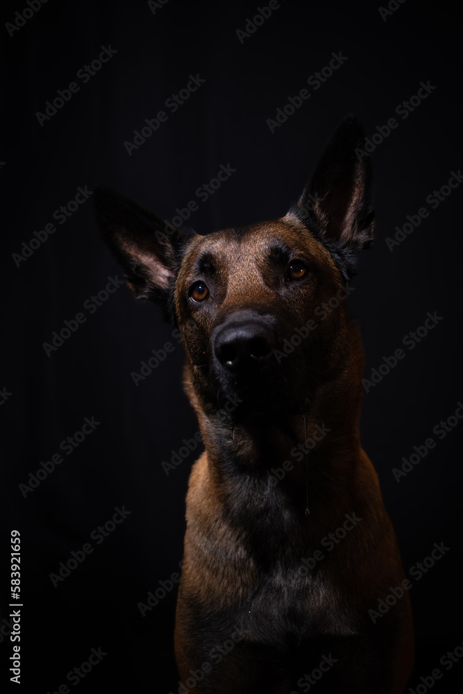 portrait of a belgian shepherd