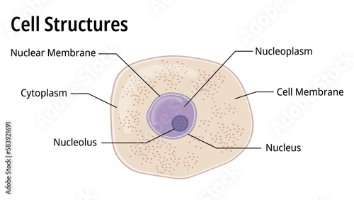 The Structure of Cells in the Microscope with Study Guide - Medical Vector Illustration
