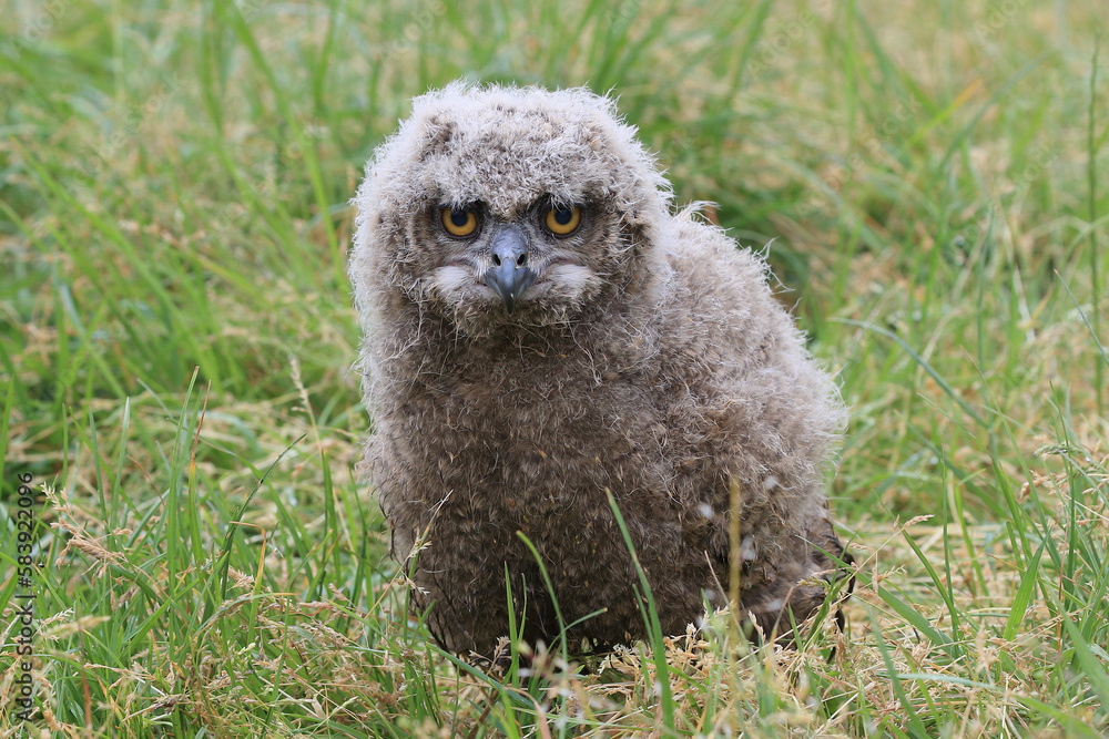 Obraz premium A young Eurasian Eagle Owl in a meadow 