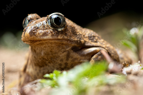 Small Pelobates cultripes toad on dry land photo