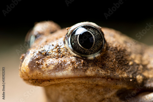 Small Pelobates cultripes toad on dry land photo
