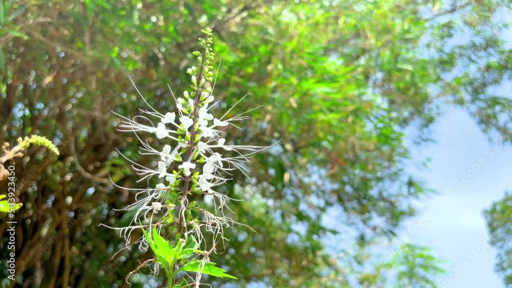 Kidney tea plants or Java tea
(Orthosiphon aristatus) Indonesian medicinal plant Kidney tea plants or Java tea
(Orthosiphon aristatus) Indonesian medicinal plant