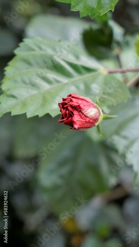 Hibiscus rosa sinensis flower buds known as China rose, Hawaiian hibiscus, rose mallow, shoeblack