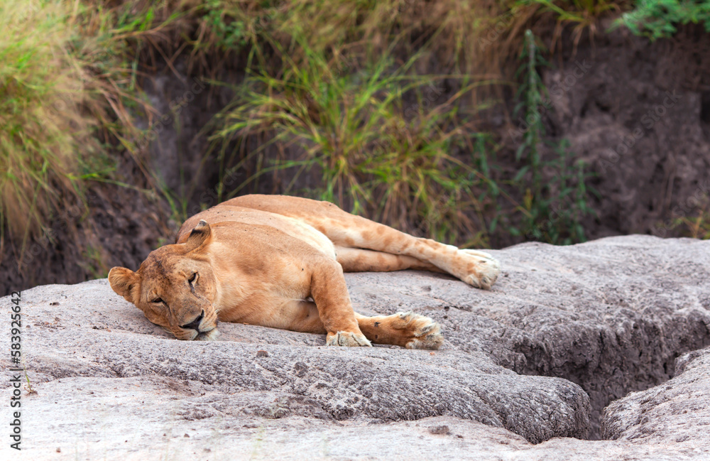 Lovely lioness resting on the warm stone in the savannah at a park Tarangire, Tanzania Lovely lioness resting on the warm stone in the savannah at a park Tarangire, Tanzania