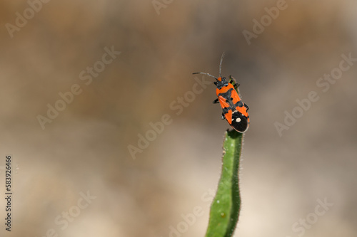 Ritterwanze (Lygaeus equestris) photo