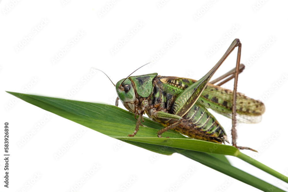 Fototapeta premium Green grasshopper in the grass. Insect in nature