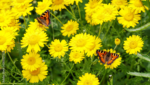 Butterfly on yellow daisies. Insect in summer.