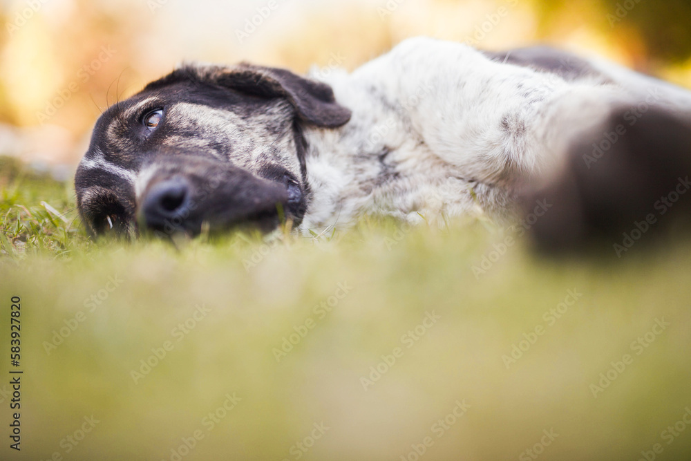 Tired white and black dog lying on grassy lawn Tired white and black dog lying on grassy lawn