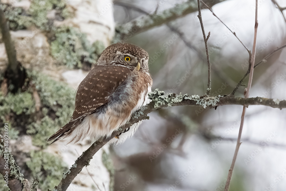 Eurasian Pygmy Owl Eurasian Pygmy Owl