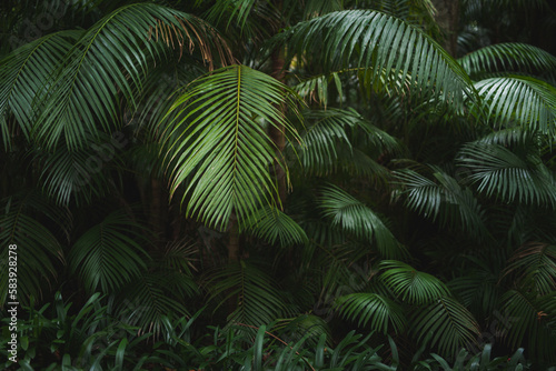 Green palms growing in tropical forest photo