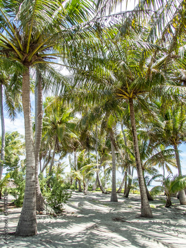 Palm Trees on the islands of the Blue Lagoon at Rangiroa Atoll, French Polynesia, in the South Pacific