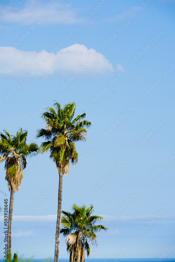 Fototapeta premium Palm trees with blue sky. Sunny summer day. Natural background with space for text.