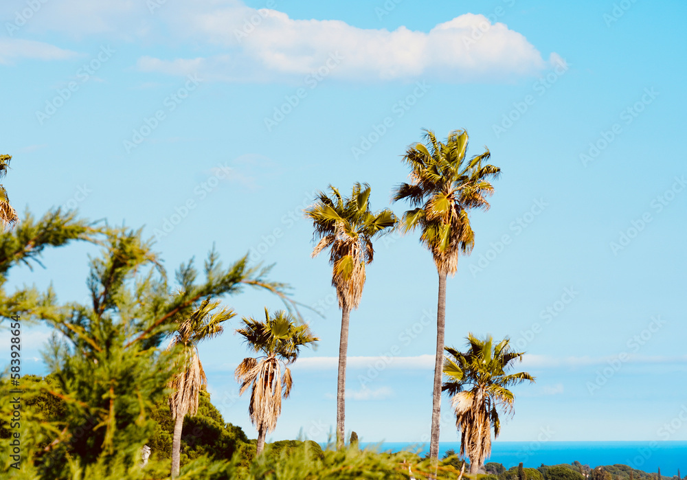 Palm trees with blue sky. Sunny summer day. Natural background with space for text.