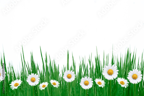 Günes Gras mit Gänseblümchen freigestellt vor weissem Hintergrund © by-studio