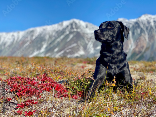 Pingo the dog hunting in the Mountains photo