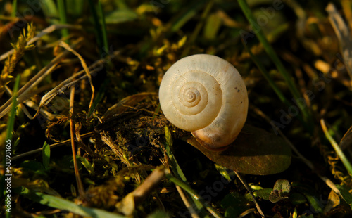 mała muszla ślimaka z bliska w trawie