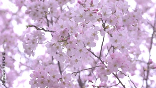 Wallpaper Mural Pink cherry blossom,Japan  -さくら- Torontodigital.ca
