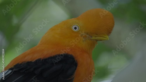 This close up video shows a wild Andean Cock-of-the-Rock (Rupicola peruvianus) bird chipping and communicating with other birds in it's flock. photo