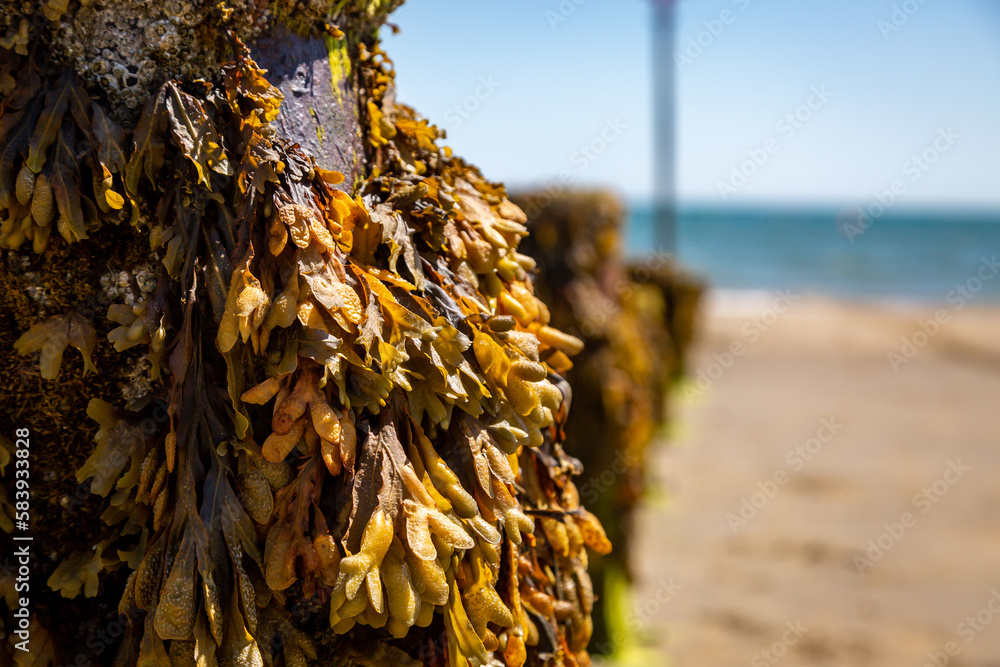 A close up of fucus seaweed at the beach, on a sunny summer's day A close up of fucus seaweed at the beach, on a sunny summer's day