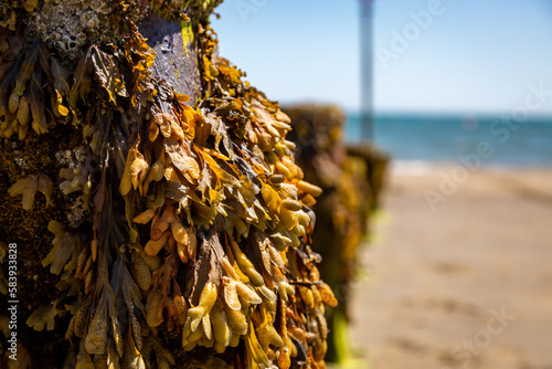 A close up of fucus seaweed at the beach, on a sunny summer's day
