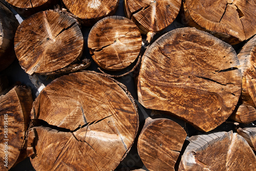 Wallpaper Mural Sawn tree wooden wall Torontodigital.ca