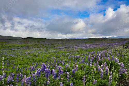 View of beautiful lupine flowers field under the blue cloudy sky during sunrise