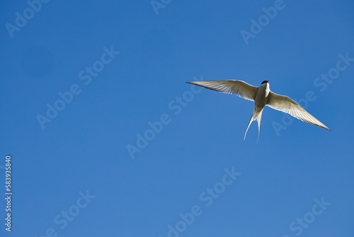 Beautiful Arctic tern bird flying high against a blue sky on a sunny day