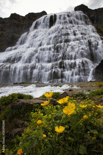 Waterfall with a bunch of yellow flowers in the foreground