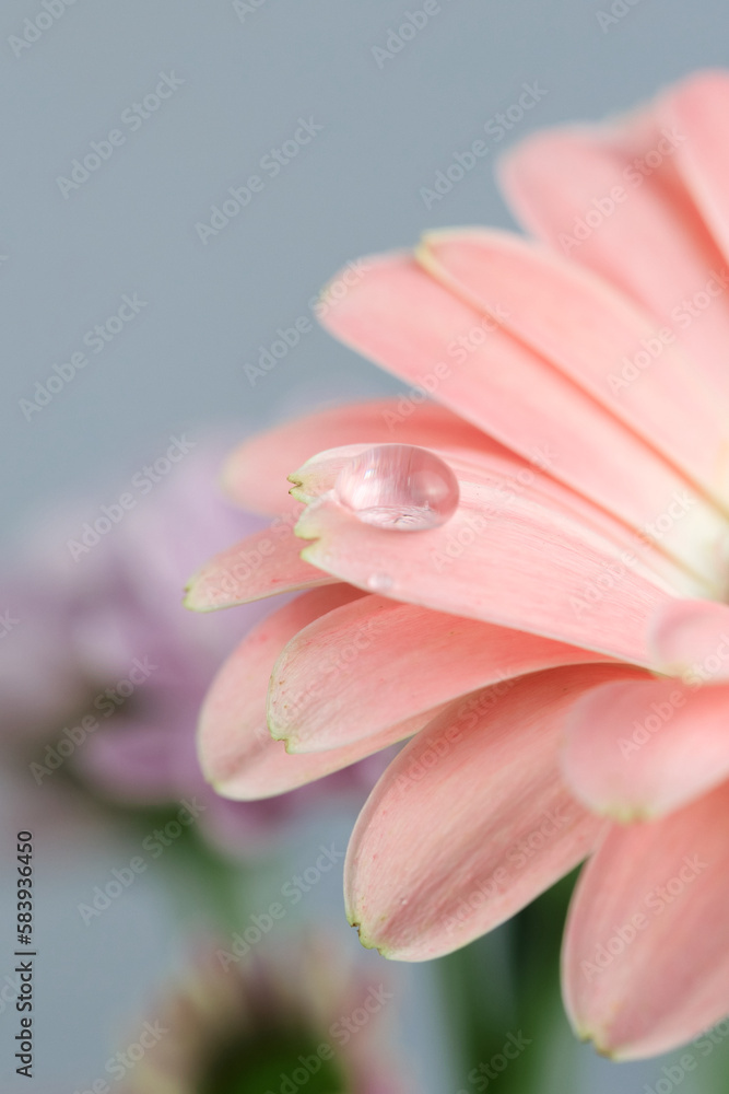 Macro shot of the water drop on a pink Gerbera flower petal