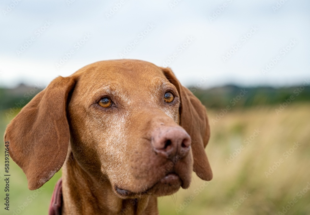 Closeup of a cute brown Hungarian Vizsla dog at Cotswold lavender fields in Snowshill